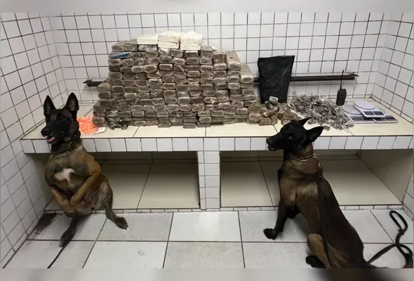 Durante as buscas, cães localizaram diversos pontos de ocultação de drogas
