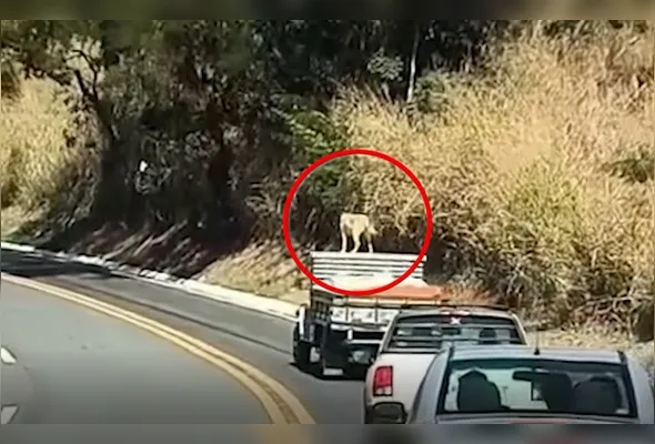 Caramelo é flagrado em cima de teto