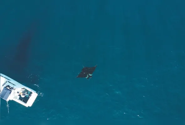 Raia-manta ao lado da embarcação das pesquisadoras: animal tem peso estimado de 1,2 tonelada
