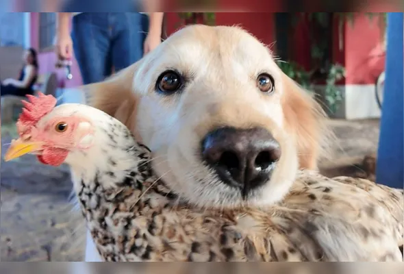 Cenas de carinho entre o cão e a galinha já viraram rotina na casa em que eles vivem, em Castelo