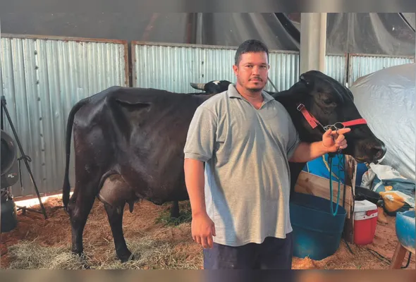 A vaca Luana com o produtor Edson Michael: animal também gosta de sertanejo, incluindo Marília Mendonça