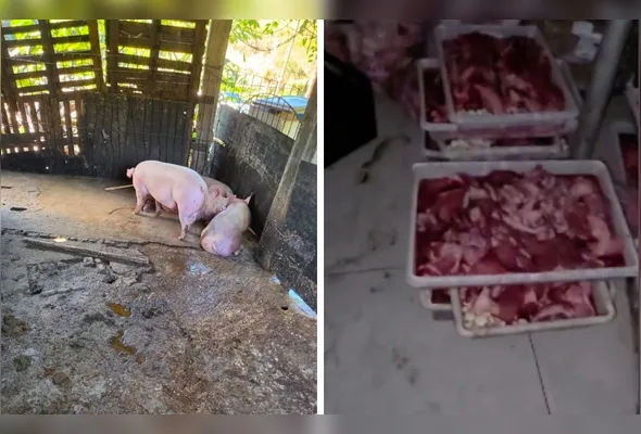 Operação em Vista Linda, Cariacica, localizou carne sem inspeção e animais em ambiente insalubre; responsável assinou termo por maus-tratos