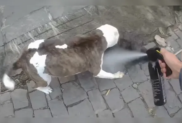 Spray de pimenta precisou ser usado contra pitbull