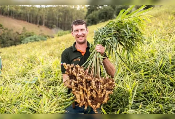 O produtor Alexandre Lemke Belz criou o gengibre que é exportado para os Estados Unidos e a Holanda