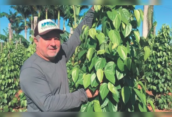 Erasmo adotou árvores como suporte para os pés de pimenta-do-reino, reduzindo a temperatura no cultivo