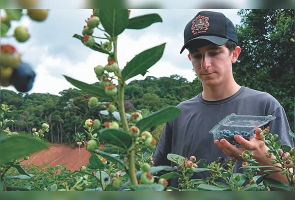 O jovem agricultor Hugo Celso Plaster aposta na cultura do mirtilo e colhe cerca de 1,2 tonelada por ano