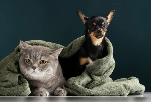 Vitória vai realizar um censo para estimar a população de cães e gatos e orientar políticas públicas de bem-estar animal