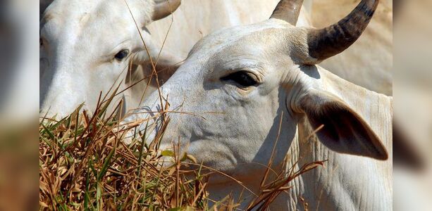 Ministério aprova protocolo privado de exportação de bovino livre de antimicrobiano