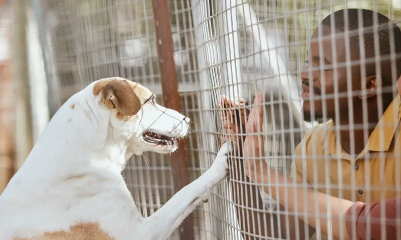 Imagem ilustrativa da imagem Cérebro de cachorros capta várias emoções no rosto humano, diz estudo