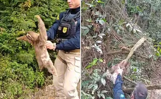 Imagem ilustrativa da imagem Bicho-preguiça em situação de risco é resgatado às margens da BR-101 em São Mateus