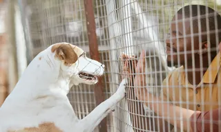 Imagem ilustrativa da imagem Cérebro de cachorros capta várias emoções no rosto humano, diz estudo