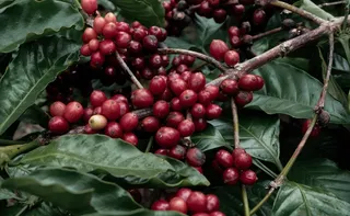 Imagem ilustrativa da imagem Os novos rumos da cafeicultura do Espírito Santo