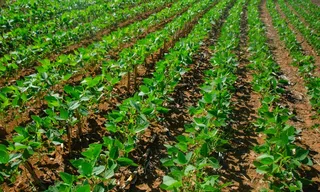 Imagem ilustrativa da imagem Projeto estuda novas linhas de financiamento para o agro no ES