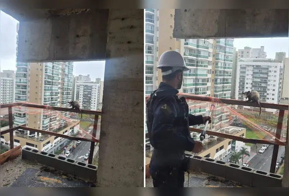 Gambá é resgatado no 8º andar de um prédio em construção em Itaparica