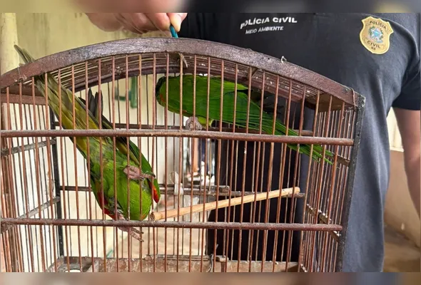 As duas maritacas, por pertencerem à fauna silvestre, serão encaminhadas aos órgãos ambientais responsáveis