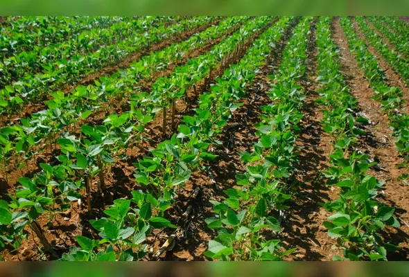 Imagem ilustrativa da imagem Projeto estuda novas linhas de financiamento para o agro no ES