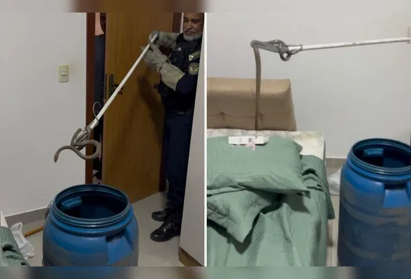 Serpente estava no quarto de uma residência