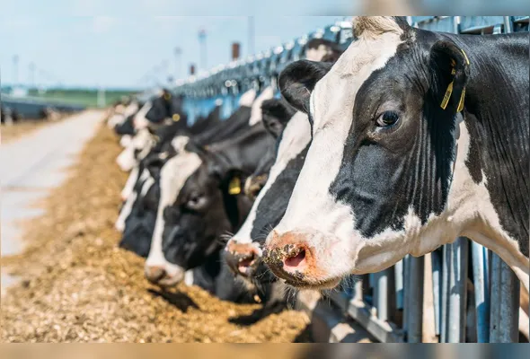 Imagem ilustrativa da imagem União Europeia suspende carnes do Brasil; entenda impacto e próximos passos