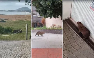 Imagem ilustrativa da imagem Capivara entra em hotel após ser flagrada "passeando" pela orla de Camburi