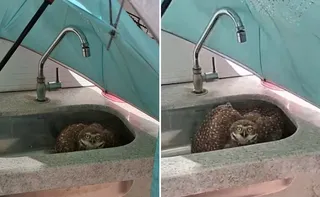 Imagem ilustrativa da imagem Coruja-buraqueira é resgatada dentro de pia em loja de Vila Velha