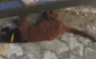 Imagem ilustrativa da imagem Morte de gatos em Vila Velha: laudo aponta traumatismo em um dos animais