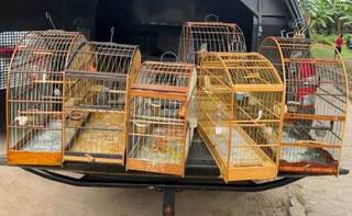 Imagem ilustrativa da imagem Polícia apreende sete pássaros silvestres mantidos irregularmente em Cariacica