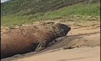Imagem ilustrativa da imagem Elefante-marinho surpreende banhistas ao descansar em praia de Linhares