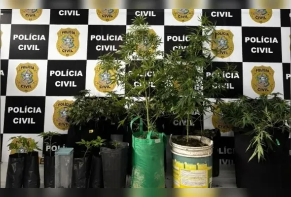Pés de maconha foram apreendidos em um imóvel usado para o cultivo clandestino da droga na Serra