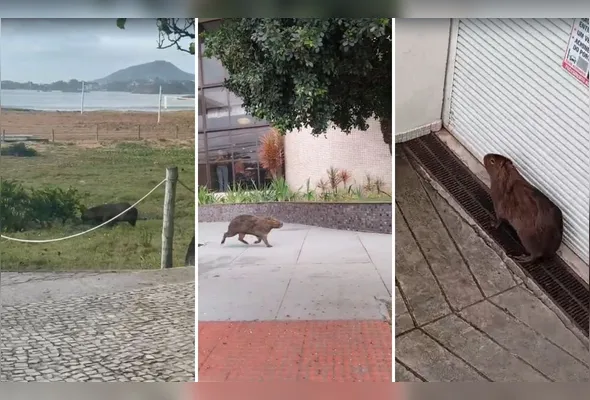Capivara foi flagrada "passeando" pela região da Praia de Camburi na manhã desta quarta (9)
