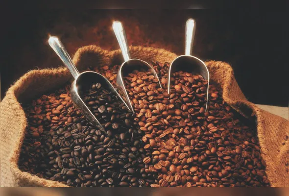 Grãos de café: safra histórica será impulsionada por maior produtividade