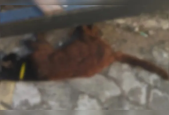 Gata foi encontrada morta em agosto, em Coqueiral de Itaparica; suspeita era de envenenamento