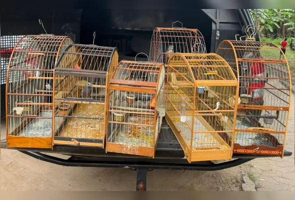 Polícia apreende sete pássaros silvestres mantidos irregularmente em Cariacica