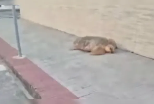 Animal ficou desorientado no caminho de volta para o mar