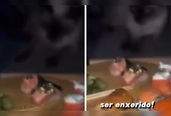 Imagem ilustrativa da imagem VÍDEO: influenciadora capixaba dá tapa em gato e é multada em Vila Velha