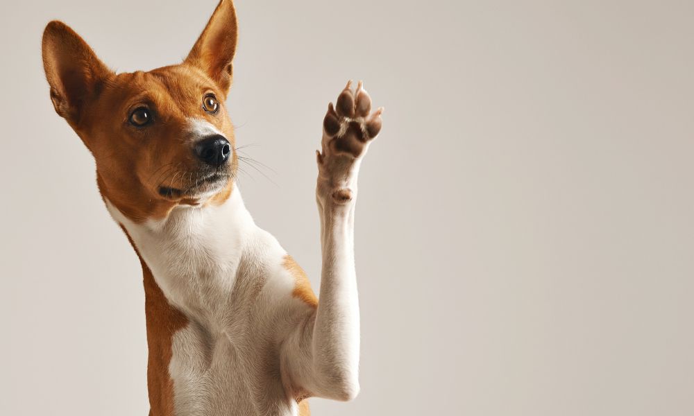 Projeto científico inédito dos EUA busca aumentar tempo de vida dos cachorros