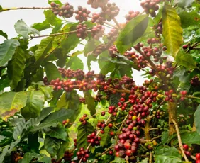 Imagem ilustrativa da imagem Cafés especiais cultivados em Afonso Cláudio ganham o mundo