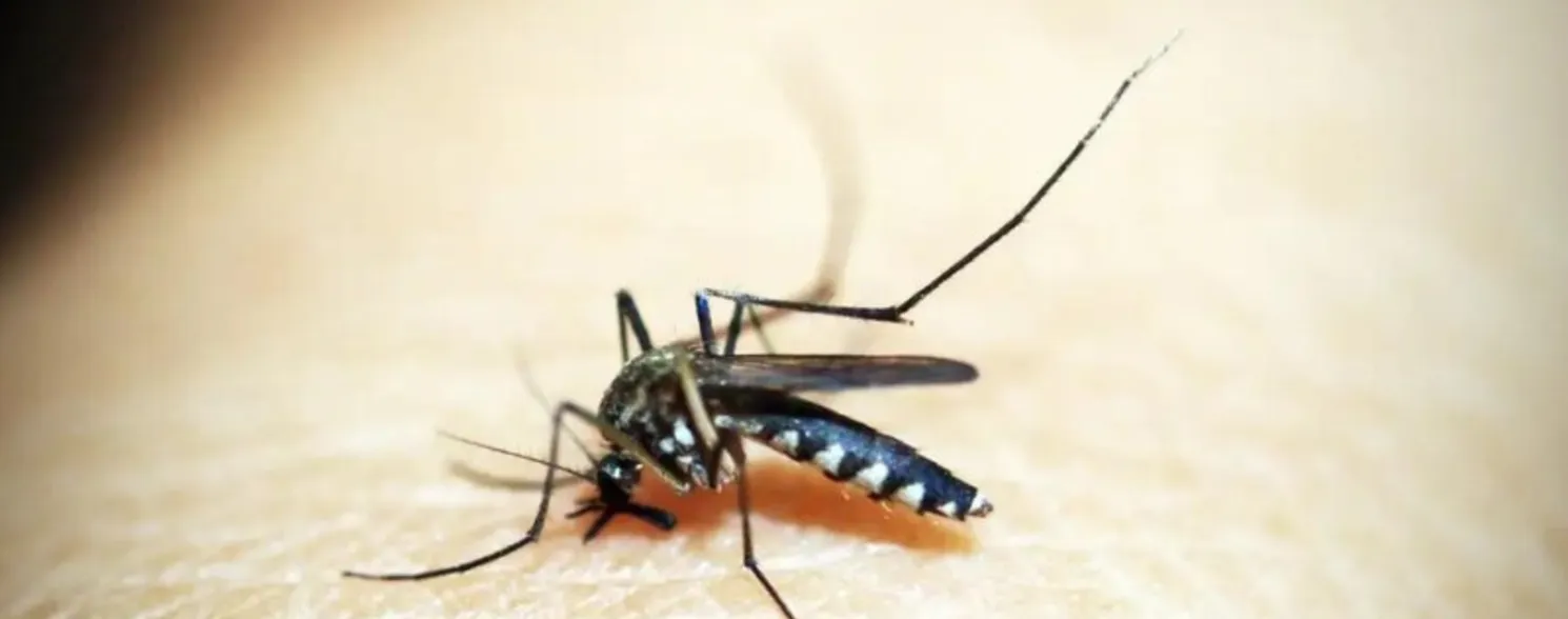 Imagem ilustrativa da imagem Dengue é mais perigosa para as grávidas, dizem médicos