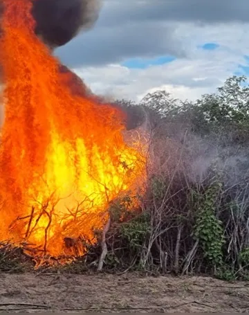 Imagem ilustrativa da imagem Polícia Federal erradica e incinera 13 mil pés de maconha no Sertão de Pernambuco