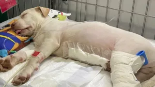 Imagem ilustrativa da imagem Cãozinho resgatado de acidente grave no Pina se recupera bem de cirurgia