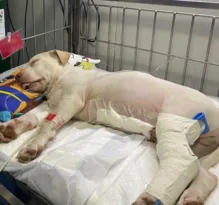 Imagem ilustrativa da imagem Cãozinho resgatado de acidente grave no Pina se recupera bem de cirurgia