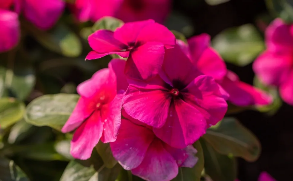 Imagem ilustrativa da imagem Produção de flores no Caparaó se moderniza com tecnologia e estufas inteligentes