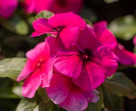 Imagem ilustrativa da imagem Produção de flores no Caparaó se moderniza com tecnologia e estufas inteligentes
