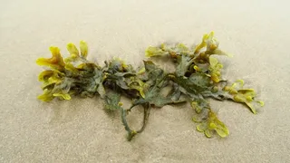 Imagem ilustrativa da imagem Adubo natural feito com algas é desenvolvido no Espírito Santo