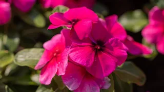Imagem ilustrativa da imagem Produção de flores no Caparaó se moderniza com tecnologia e estufas inteligentes