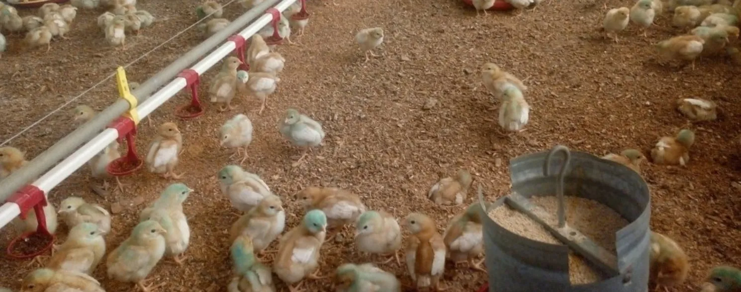 Imagem ilustrativa da imagem Há risco de consumir carne de frango em meio aos casos de gripe aviária?