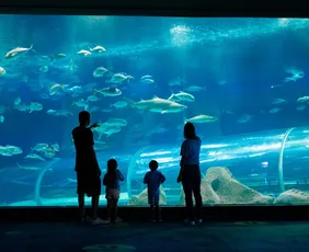 Imagem ilustrativa da imagem Aquário gigante para turismo e estudos em Guarapari