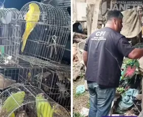 Imagem ilustrativa da imagem CPI dos maus-tratos resgata cão em galinheiro e 74 aves silvestres no ES