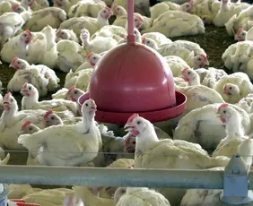 Imagem ilustrativa da imagem China, UE e Argentina suspendem compras de carne de frango do Brasil