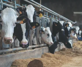 Imagem ilustrativa da imagem Leite A2 movimenta agronegócio no Sul do ES com genética e inovação