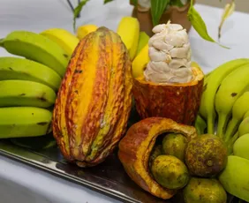 Imagem ilustrativa da imagem Linhares lança curso técnico gratuito em Fruticultura. Veja como se inscrever